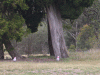 cockatoo